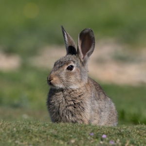 European rabbit, Common rabbit, Oryctolagus cuniculus sitting on a meadow at Munich Akademie für Jagd und Natur e.V.