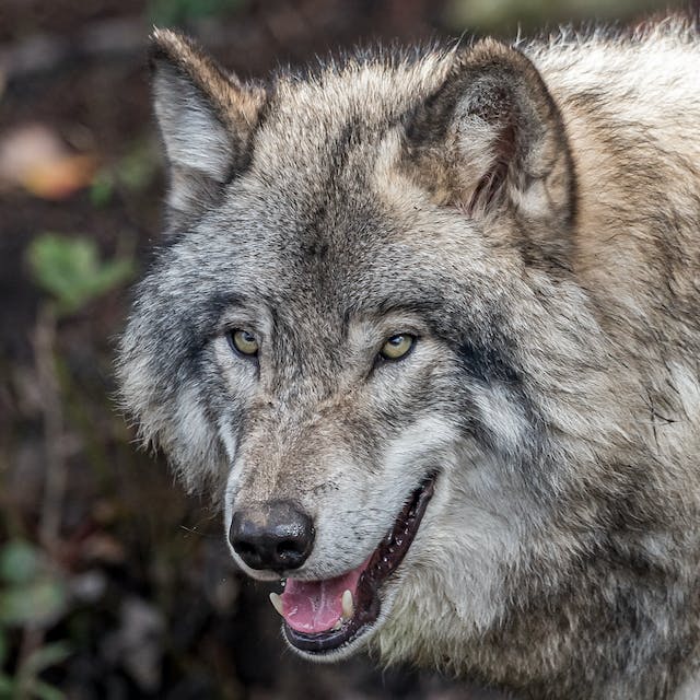 Fachbeitrag: Der Wolf und sein Erhaltungszustand in Mitteleuropa, Prof. Dr. Dr. SVEN HERZOG Akademie für Jagd und Natur e.V.