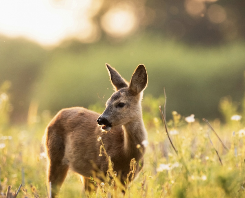 Akademie für Jagd und Natur - Podcast Folge 8: Das Reh im Wandel - Jagdrecht, Zeitgeist und biologische Realität